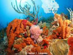 Azure Vase Sponge at La Nariz Dive site in Tourmarine Ree... by Victor J. Lasanta 